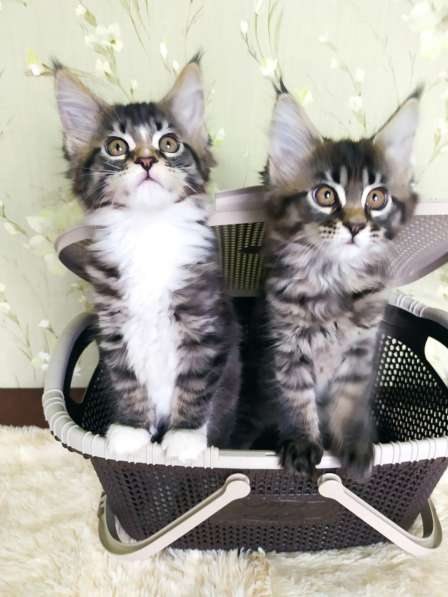 Котята Мейн Кун от титулованых родителей в фото 3