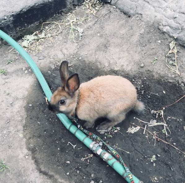 Кролик в Барнауле