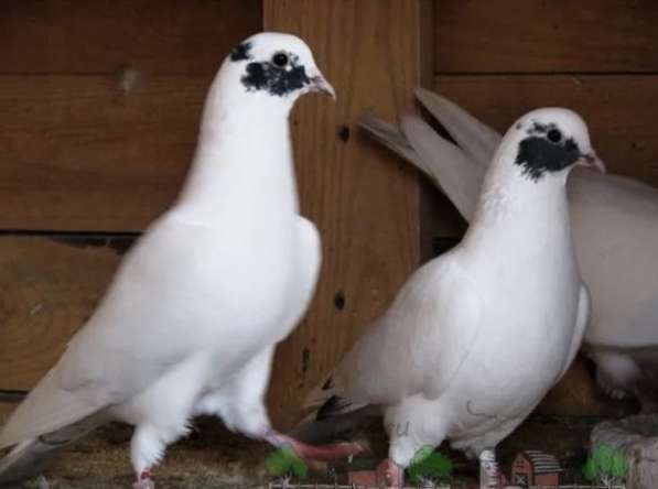 Бакинцы голубей в Серпухове фото 7