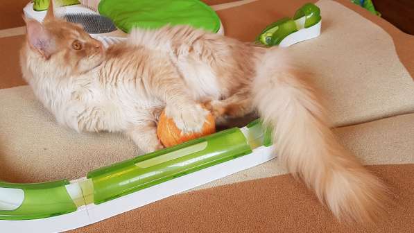 Продаётся красная на серебре кошечка мейн кун в Санкт-Петербурге