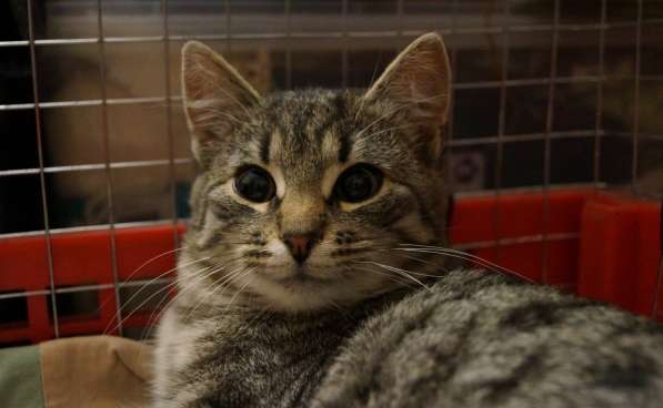 Жак ищет кров в Москве фото 10