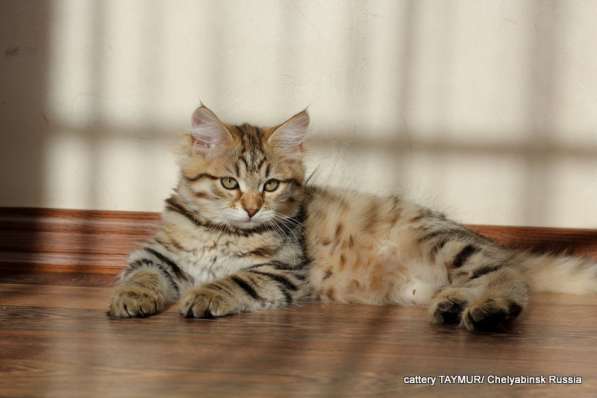 Сибирский котенок из питомника в Челябинске фото 4