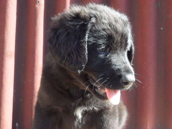 Бурят-Монгольский Волкодав -щенки в Москве фото 3