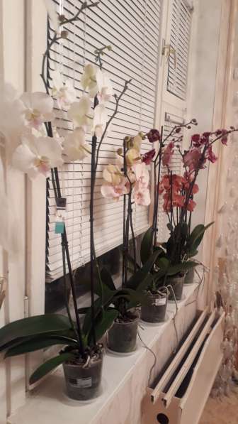 Орхидея в Самаре фото 13