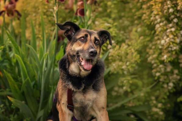 Ласка - дружелюбная, совершенно неконфликтная мудрая собака в Москве фото 8