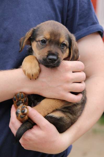 Крошечные щенки от мелкой собачки ищут дом в Санкт-Петербурге фото 11