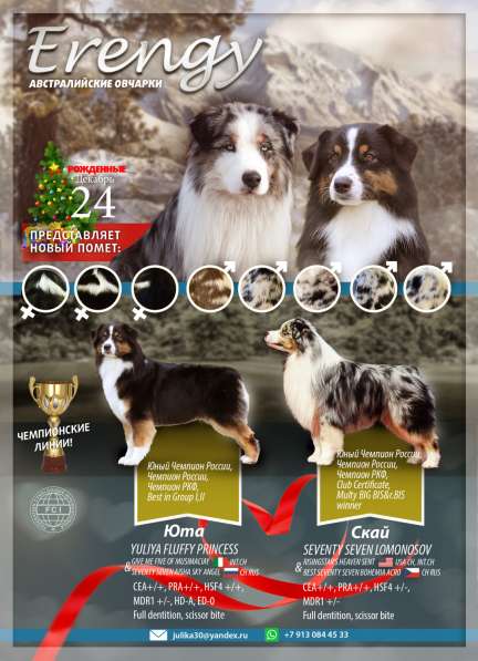 Австралийская овчарка (аусси) щенки