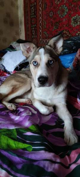 Собака в добрые руки щенок хаски в Москве фото 7