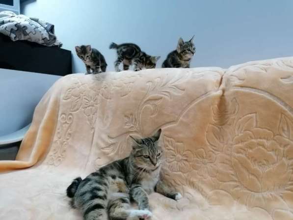 Продажа котят породы Курильский бобтейл в Саранске фото 13