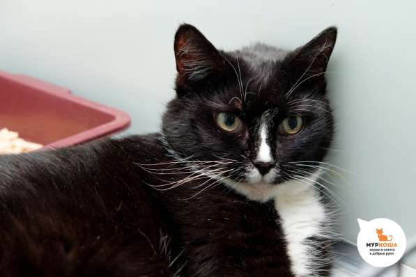 Кошка Бася в Москве фото 3
