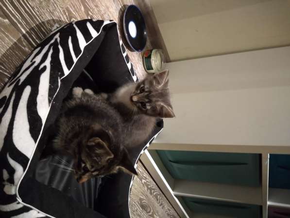 Котята гладкошерстные. Едят самостоятельно, к лотку приучены в Санкт-Петербурге фото 3