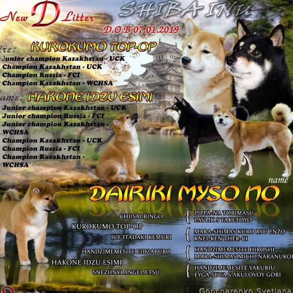 ЩЕНОК СИБА ИНУ в 