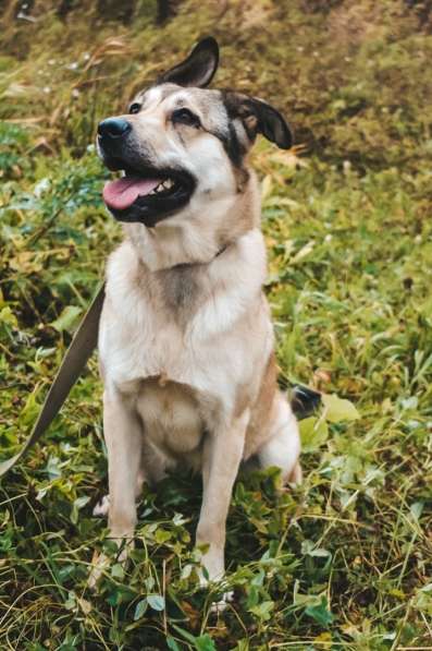 Добрейшая и милейшая собака ищет дом в Санкт-Петербурге фото 13