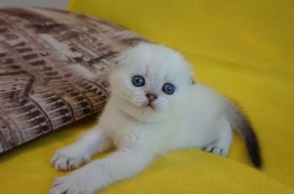 Золотая шиншилла-кошечка в Уфе фото 5