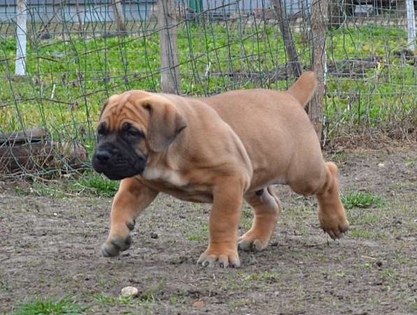 Щенки ЮА Бурбуля в Краснодаре фото 21