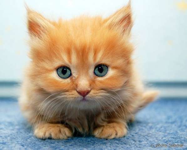 Подарю рыжего котёнка на счастье в Кингисеппе фото 6