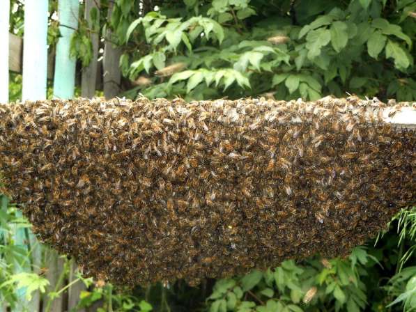 Избавлю от роя пчёл в Ногинске фото 3