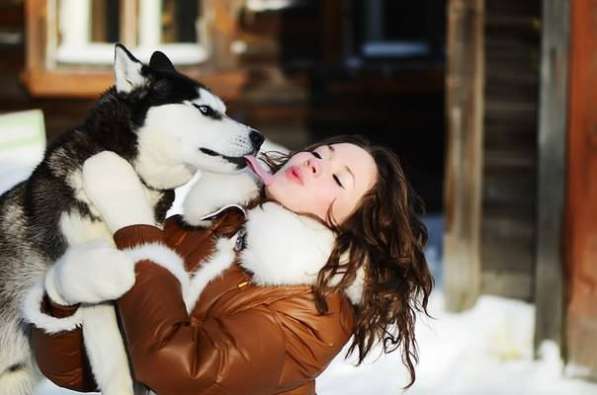 Яркие щеночки сибирской хаски