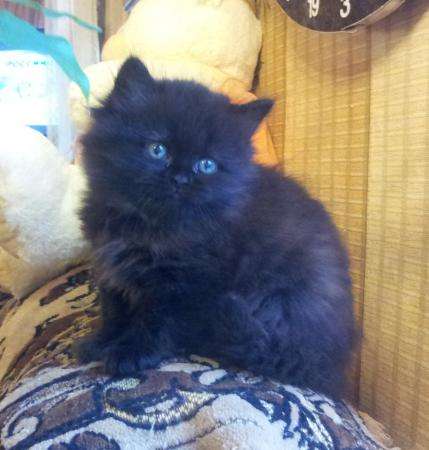 Кошечка - черный пушок