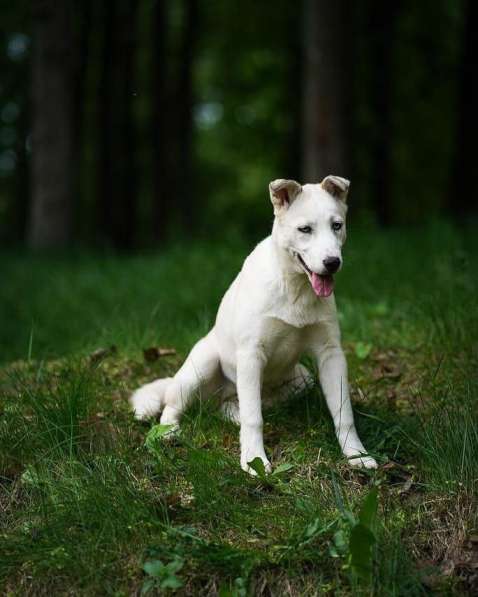 Метис хаски Ева ищет дом в Москве фото 3
