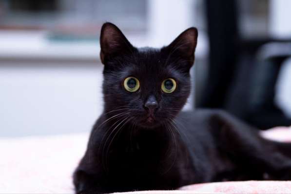 Ласковая черненькая кошечка Мия срочно ищет дом в фото 9