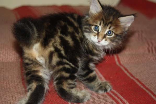 Курильский бобтейл в Санкт-Петербурге фото 14