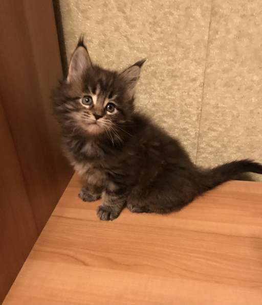 Мейн-кун в Серпухове фото 7