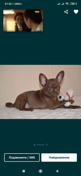 Girl Chihuahua в фото 4