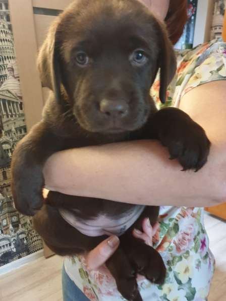 Щенки лабродора ретривера в Красноярске фото 3