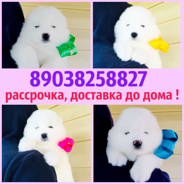 Белоснежные Ми-Ми мишки самоедики в Иванове