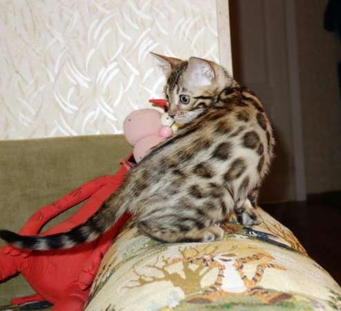 Бенгальские котята питомник Бенамур в Новосибирске фото 5