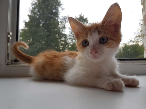 Котенок ищет дом - мальчик, 3 месяца. в дар в Подольске