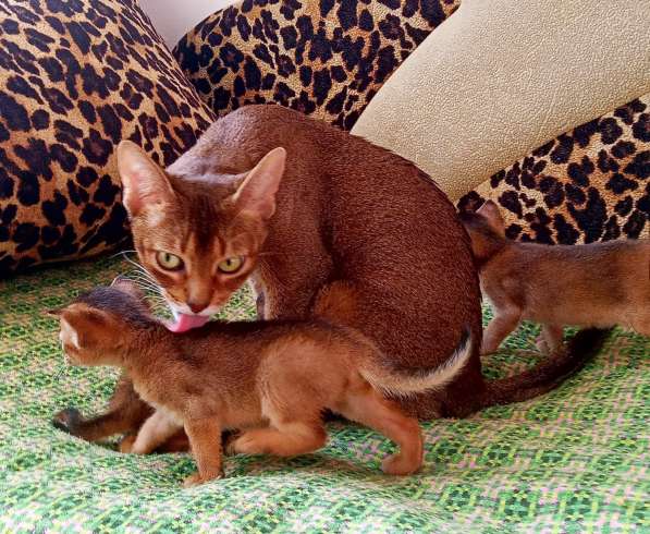 Абиссинские котята от титулованных родителей в фото 6