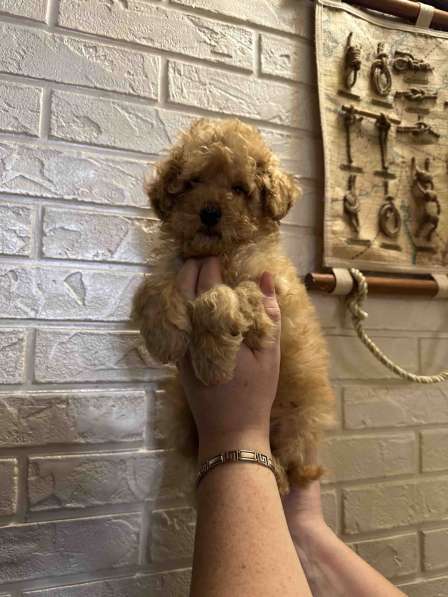 Poodle. Apricot boy в 