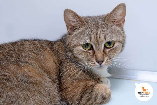 Кошка Невада в Москве