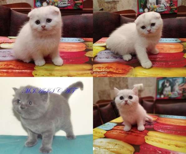 Клубные котята для тех, кто ценит качество в фото 3