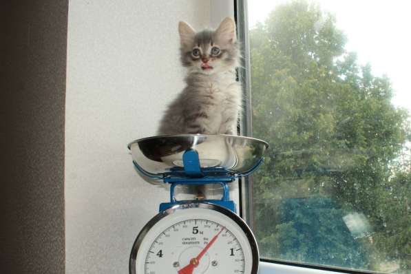 Серые мурлыки, котята в добрые руки в Калуге фото 33