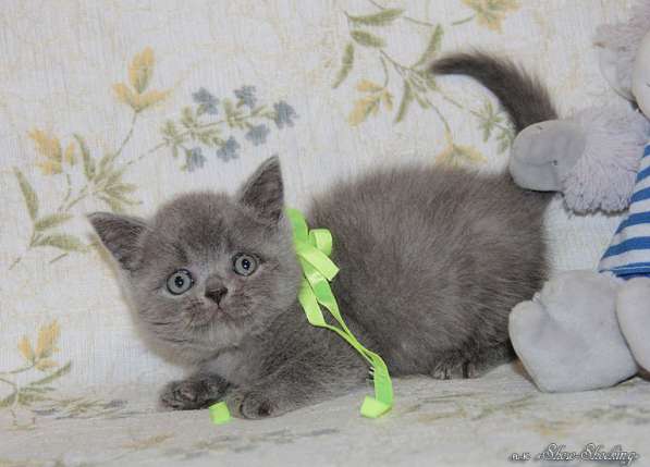 Британские котята, окрас голубой, черный в Самаре фото 11