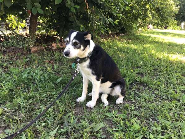 Собачка Лейси в Краснодаре фото 23