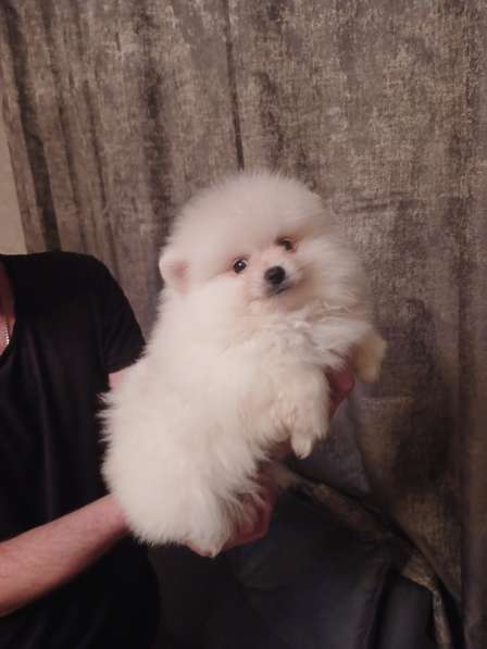 Pomeranian spitz в фото 5