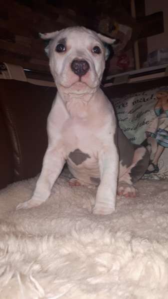 Красотка Амстаффа голубого окраса 3 месяца ркф в Москве фото 13