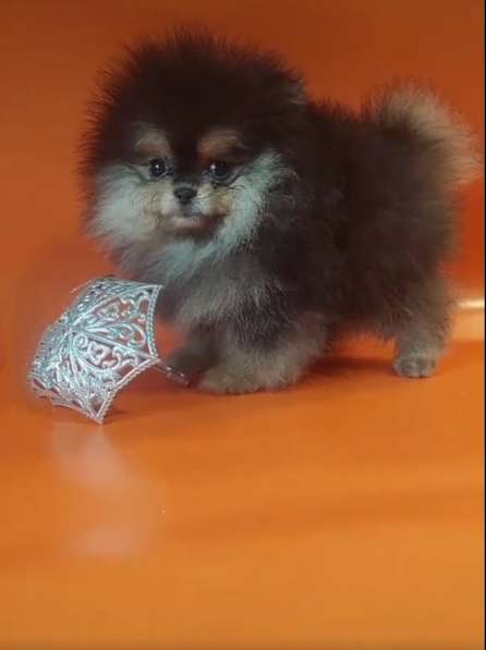 Pomeranian spitz. Mini girl в фото 5