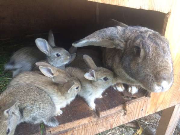 Крольчата Великаны в Березовский фото 3