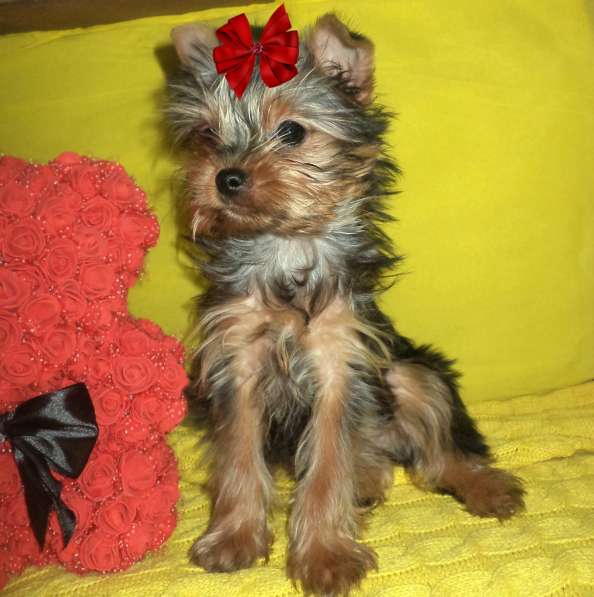 Мини девочка под ёлочку в Новосибирске фото 8