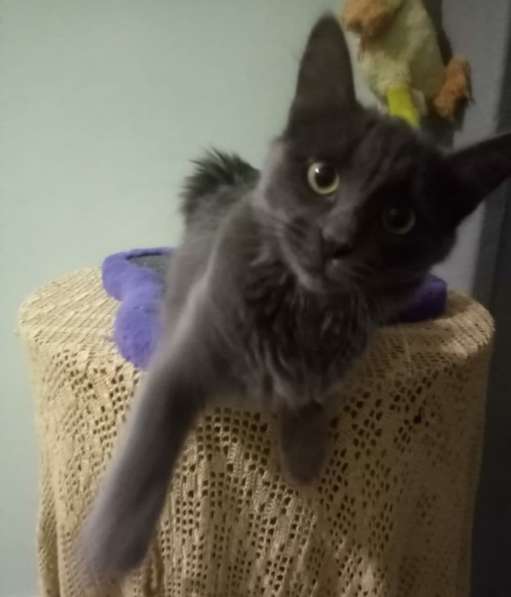 Котенок в добрые руки. Ласкушка Кирюша в Москве фото 11