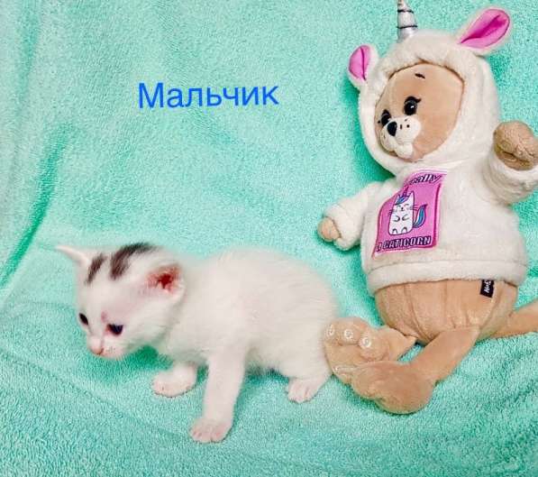 Котёнок мальчик