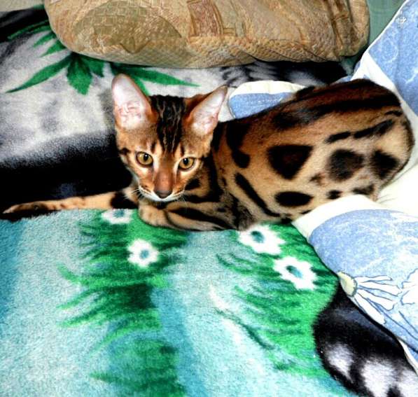 Очень красивые бенгальские котята в фото 19