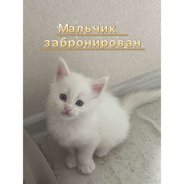 Котята мейн кун в Красногорске