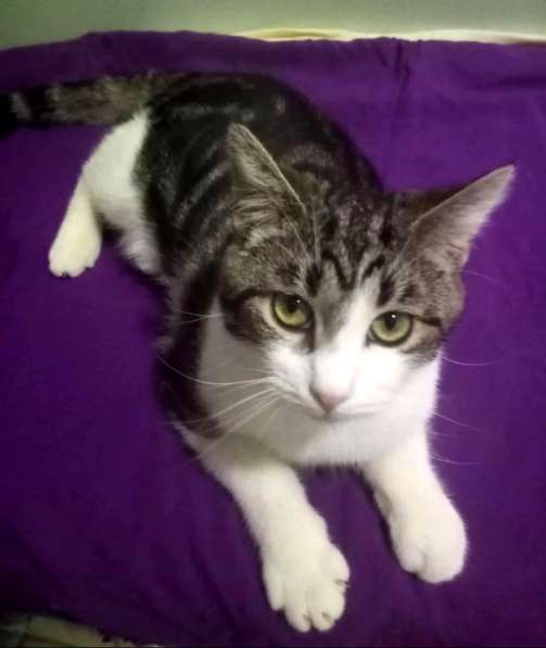 Котенок в добрые руки. Тошка-добрая душа в Москве фото 32