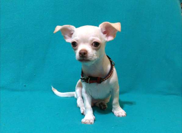 Чишки братишки в Москве фото 5